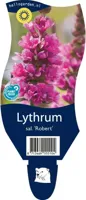 Lythrum sal. Robert vaste plant Griffioen - Griffioen - thumbnail