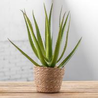 Zeegras plantenmand natural 22x18cm - thumbnail