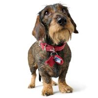 HUNTER Hondenpenning etui Aalborg, rood, Maat: S - thumbnail