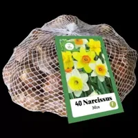 Bloembollen Narcissus 40st - thumbnail