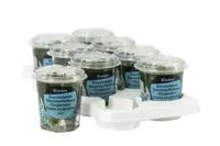 Zuurstofplant Elodea densa - thumbnail