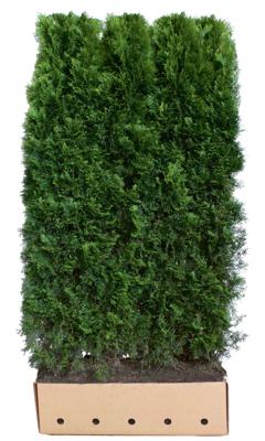 Kant & klaar haag Thuja occidentalis smaragd 200 x 100 cm breed Westerse levensboom Quickhedge - Quickhedge