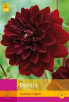 JUB x3 Dahlia Arabian Night - thumbnail