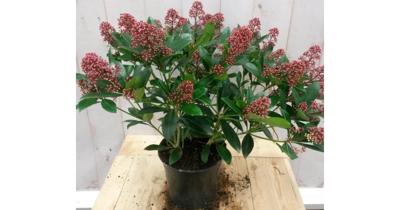 Skimmia rood 40 cm Warentuin Natuurlijk Rubella Japonica - Warentuin natuurlijk
