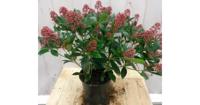 Skimmia rood 40 cm Warentuin Natuurlijk Rubella Japonica - Warentuin natuurlijk - thumbnail