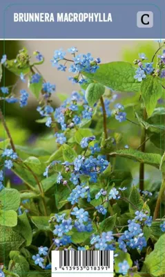 Kaukasisch vergeet-mij-nietje (brunnera macrophylla) schaduwplant - 12 stuks