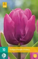 Tulipa Purple Prince JUB, 10 bloembollen - Jub - thumbnail