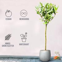 Laurier op stam - Laurus Nobilis - stamhoogte 50-80 cm - thumbnail