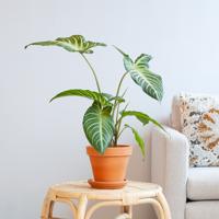 Xanthosoma Lindenii - P14 - thumbnail