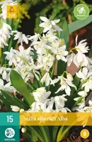 Scilla siberica alba 15 bollen - thumbnail