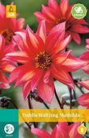 Dahlia waltzing mathilda bloembol 1 stuk Dahlia JUB - Jub - thumbnail