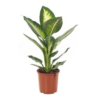 Dieffenbachia Camilla - P 17 cm