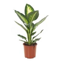 Dieffenbachia Camilla - P 17 cm - thumbnail