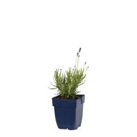 Lavandula ang. Hidcote vaste plant Griffioen - Griffioen - thumbnail