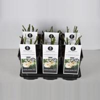 Heesterroos (rosa "Schneewittchen"®) - thumbnail