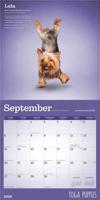 Yoga Puppies Kalender 2026 - thumbnail