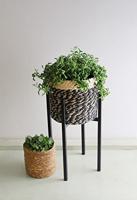 Mica mand bonaparte zwart 20 cm | 12 stuks - thumbnail