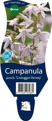 Campanula posch. Lisduggan Variety vaste plant Griffioen - Griffioen Campanula posch. Lisduggan Variety vaste plant Griffioen - Griffioen