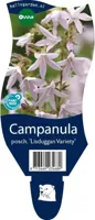 Campanula posch. Lisduggan Variety vaste plant Griffioen - Griffioen - thumbnail