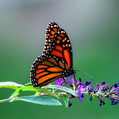 Alexsar Art Tuinschilderij rode vlinder 50x50cm Alexsar Art Tuinschilderij rode vlinder 50x50cm