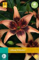 Lilium whistler bloembol 2 stuks Lelie JUB - Jub - thumbnail