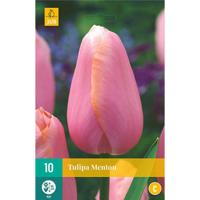 Tulp Menton 7 bollen - thumbnail