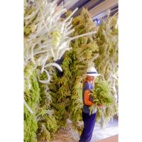 Sonnentor Losse Griekse Bergthee - thumbnail