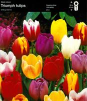 Prins 75 Tulpenbollen triumph - thumbnail