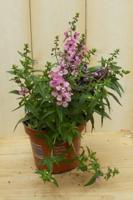 3 stuks! Diascia paars Warentuin Natuurlijk - Warentuin natuurlijk - thumbnail