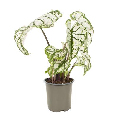 Caladium Candidum - P11