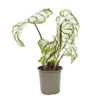Caladium Candidum - P11 - thumbnail