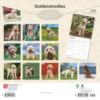 Goldendoodle Kalender 2026 - thumbnail