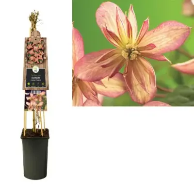 Klimplant Clematis montana Marjorie - Roze Bosrank