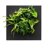 LivePicture GO Bamboo Black - thumbnail