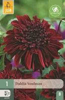 Dahlia Soulman Bloembol JUB 1 bol - Jub - thumbnail