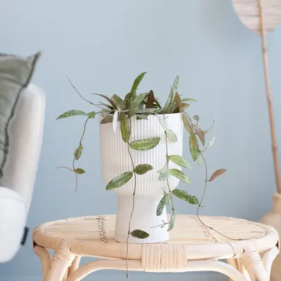 Hoya Sigillatis - P12