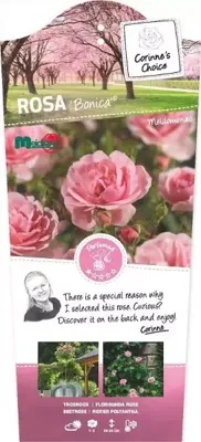 Struikroos Bonica - Roze Roos