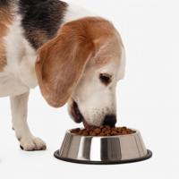 Nobleza Voerbak voor hond en kat RVS - Anti slip - Maat M - thumbnail