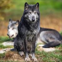 Wolven Kalender 2026 - thumbnail