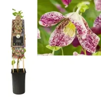 Klimplant Clematis Cirrhosa Freckles - Paarse Bosrank - thumbnail