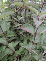 Kornoelje - thumbnail