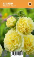 Alcea rosea Pleniflora Yellow P9 - thumbnail