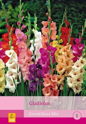 Gladiolen mix 80 bollen