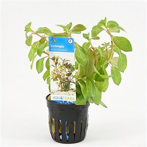Ludwigia glandulosa - 6 stuks - aquarium plant Ludwigia glandulosa - 6 stuks - aquarium plant
