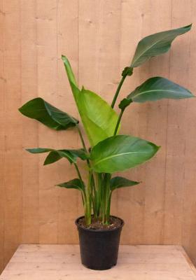Paradijsvogelbloem Strelitzia Nicolai potmaat 19 cm H70-90 cm (kan in de zomer buiten) Warentuin Natuurlijk - Warentuin natuurlijk