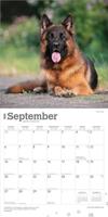 Duitse Herder Kalender 2026 - thumbnail