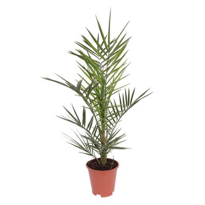 Canarische Dadelpalm (Phoenix Canariensis) - P 19 cm