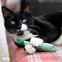 Battersea daily catch visjes - thumbnail