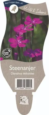 Steenanjer vaste plant Griffioen - Griffioen