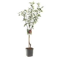 Prunus cerasus Morel Zure kers laagstam fruitplant Fruithof - Fruithof - thumbnail